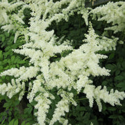 Astilbe (white) | White astilbe | Pond Side Plant